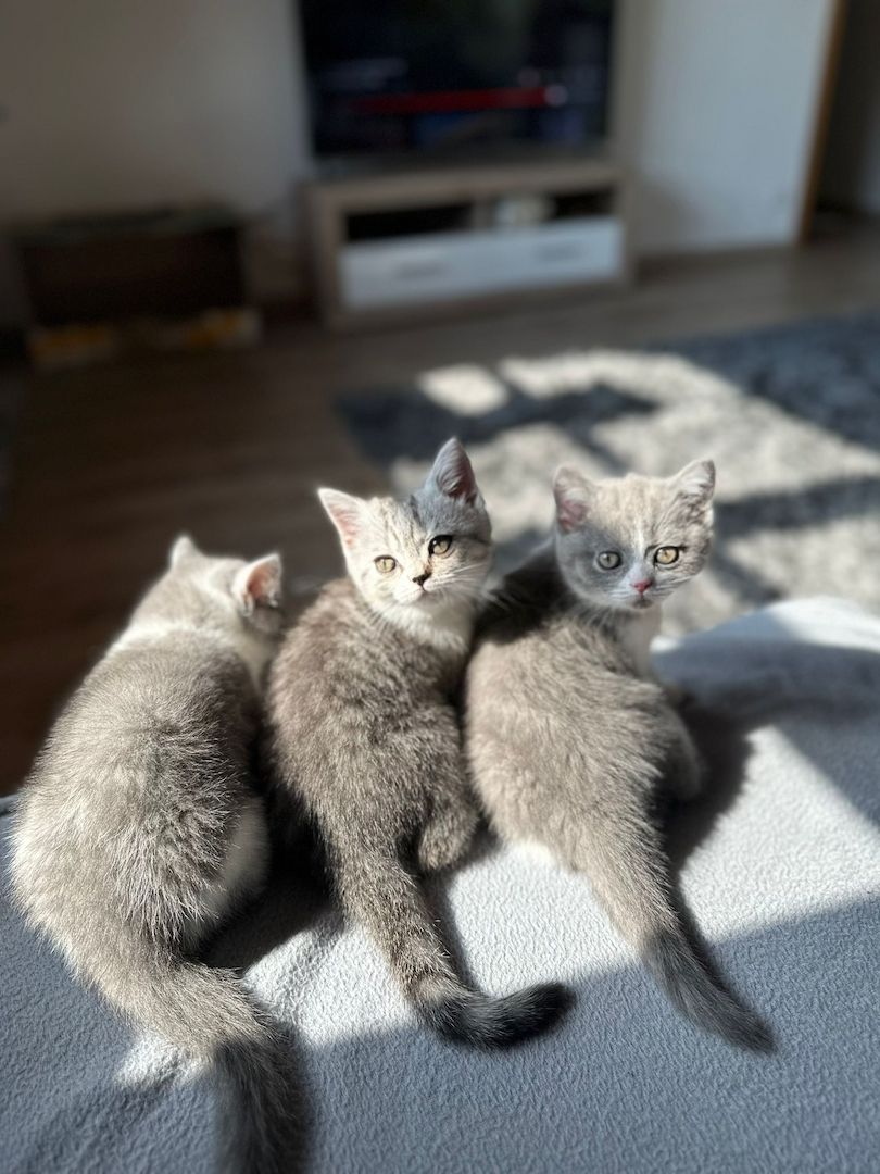 Reinrassige Britisch Kurzhaar Kitten Reinrassige Britisch Kurzhaar Kitten