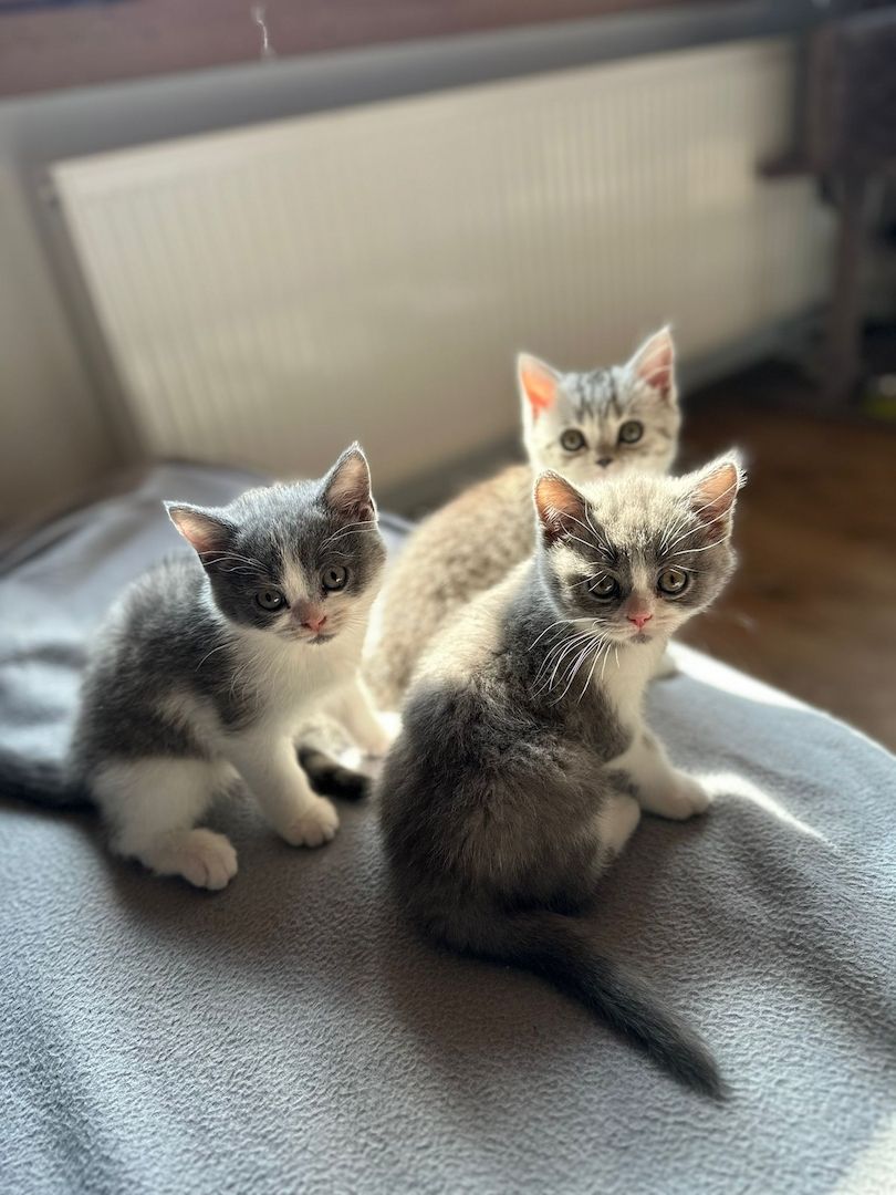 Reinrassige Britisch Kurzhaar Kitten Reinrassige Britisch Kurzhaar Kitten