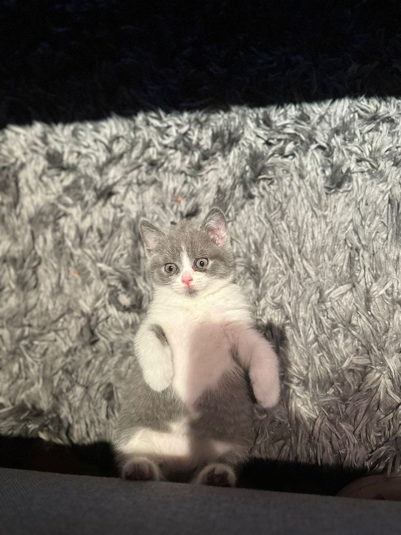 Reinrassige Britisch Kurzhaar Kitten Reinrassige Britisch Kurzhaar Kitten