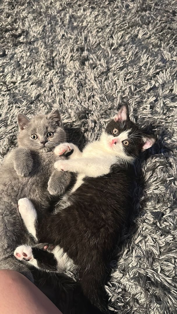 Reinrassige Britisch Kurzhaar Kitten Reinrassige Britisch Kurzhaar Kitten