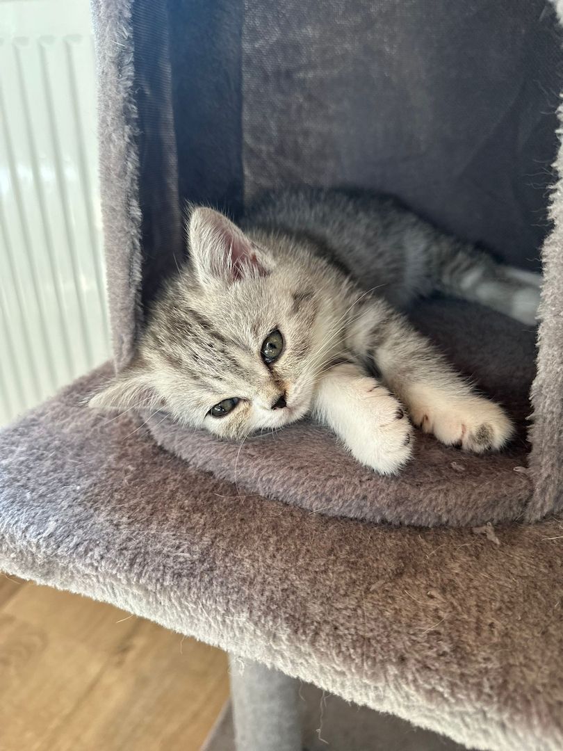 Reinrassige Britisch Kurzhaar Kitten Reinrassige Britisch Kurzhaar Kitten