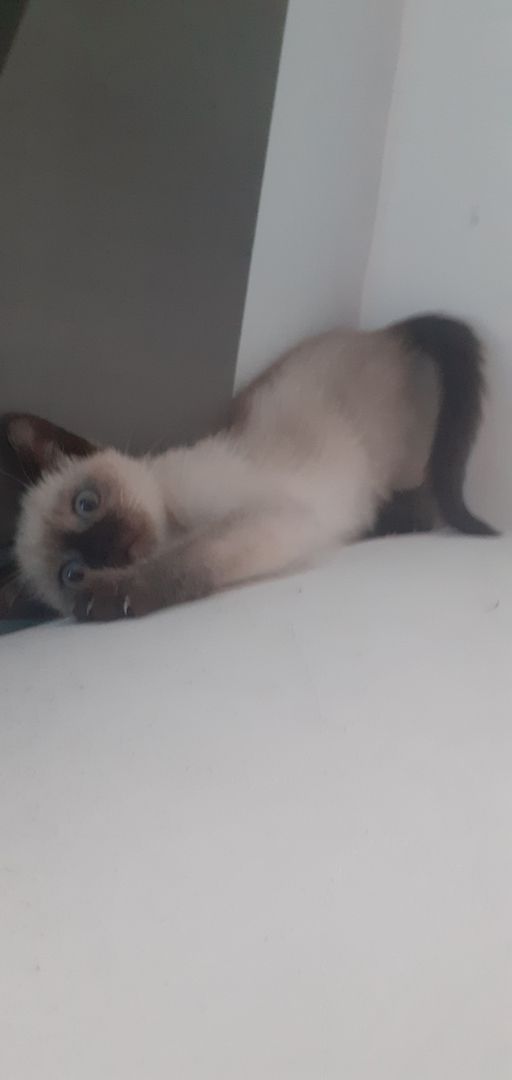 Siam Thai Mädchen baby