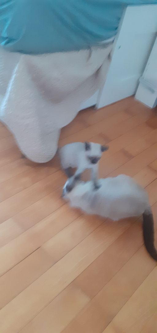 Siam Thai Mädchen baby