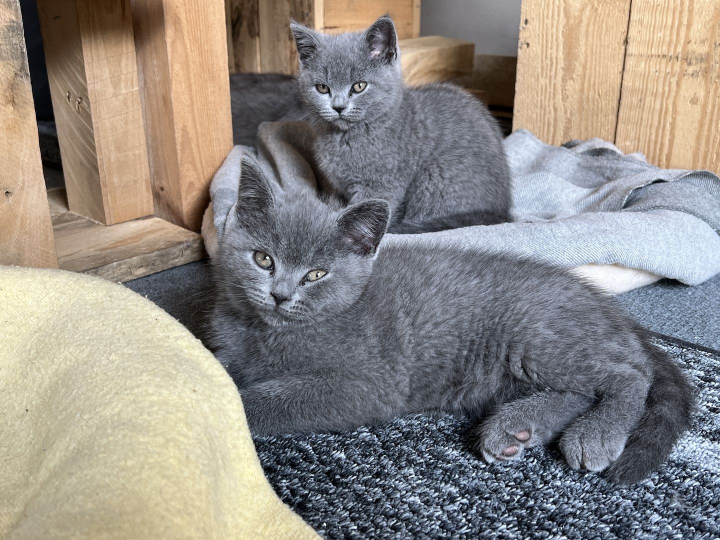 Wunderschöne, reinrassige BKH Kitten in Blue - abgabebereit