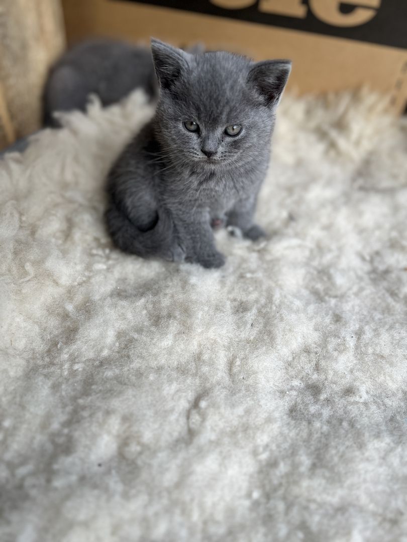Wunderschöne, reinrassige BKH Kitten in Blue - abgabebereit