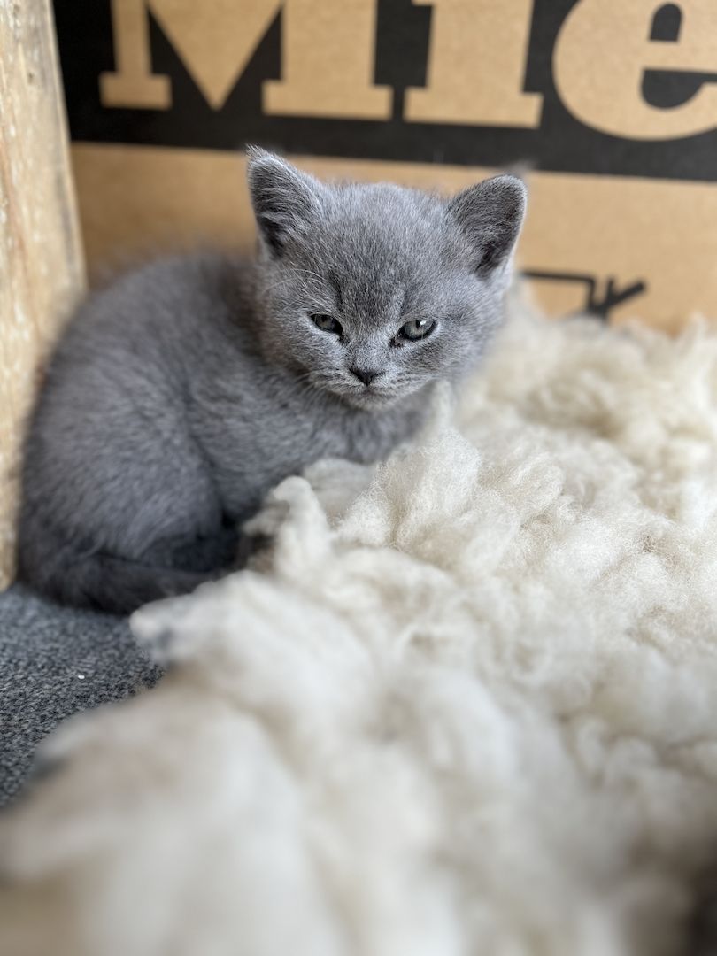 Wunderschöne, reinrassige BKH Kitten in Blue - abgabebereit