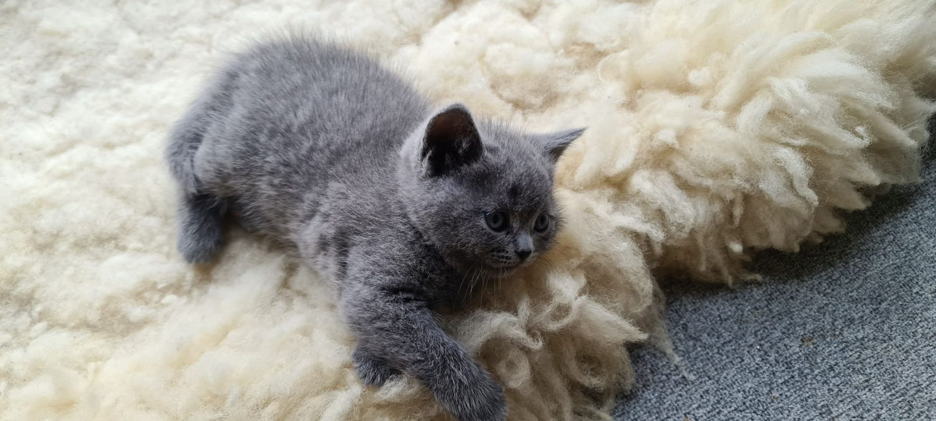 Wunderschöne, reinrassige BKH Kitten in Blue - abgabebereit