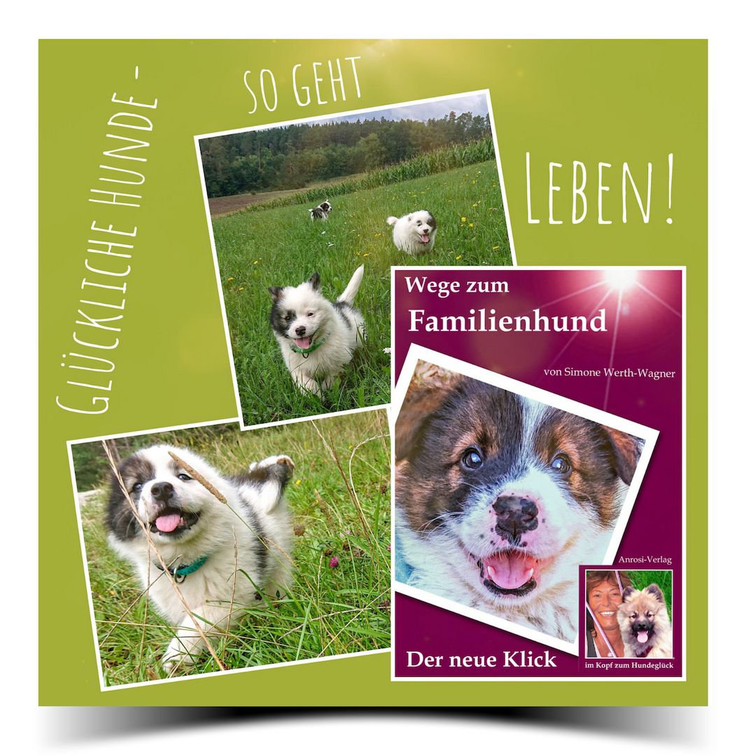 Buch Welpe, Hund, Mischling, Rasse Buch Welpe, Hund, Mischling, Rasse