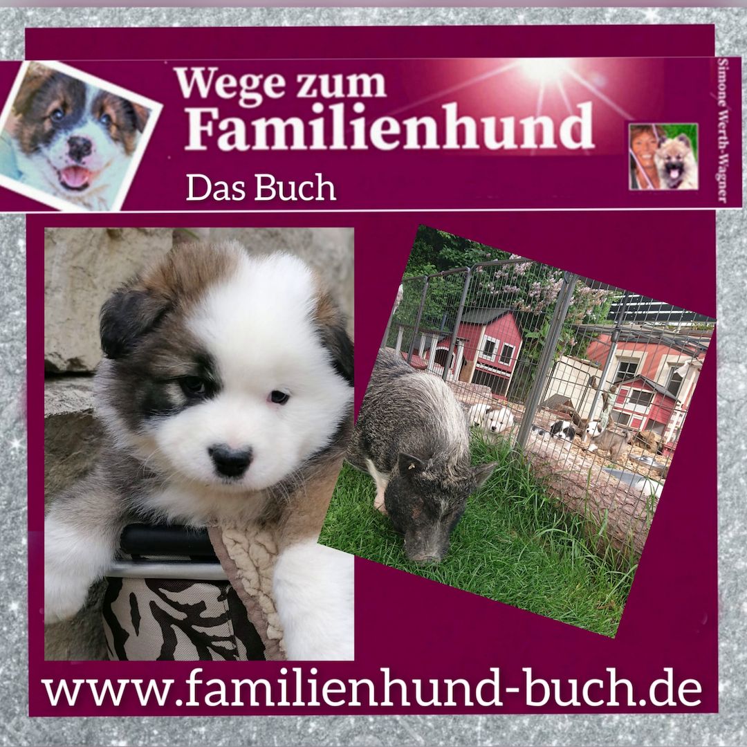 Buch Welpe, Hund, Mischling, Rasse Buch Welpe, Hund, Mischling, Rasse