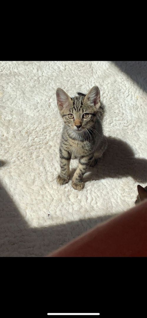 Katzenbaby Ocicat, ekh mix