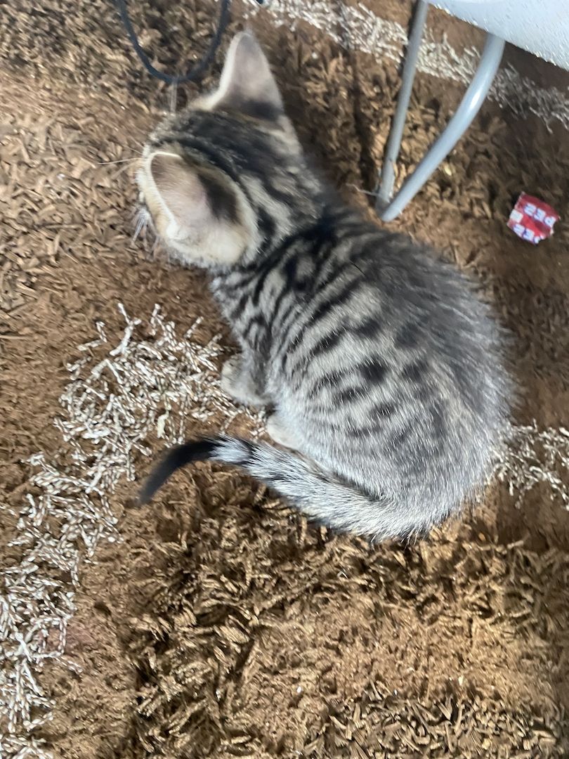 Katzenbaby Ocicat, ekh mix