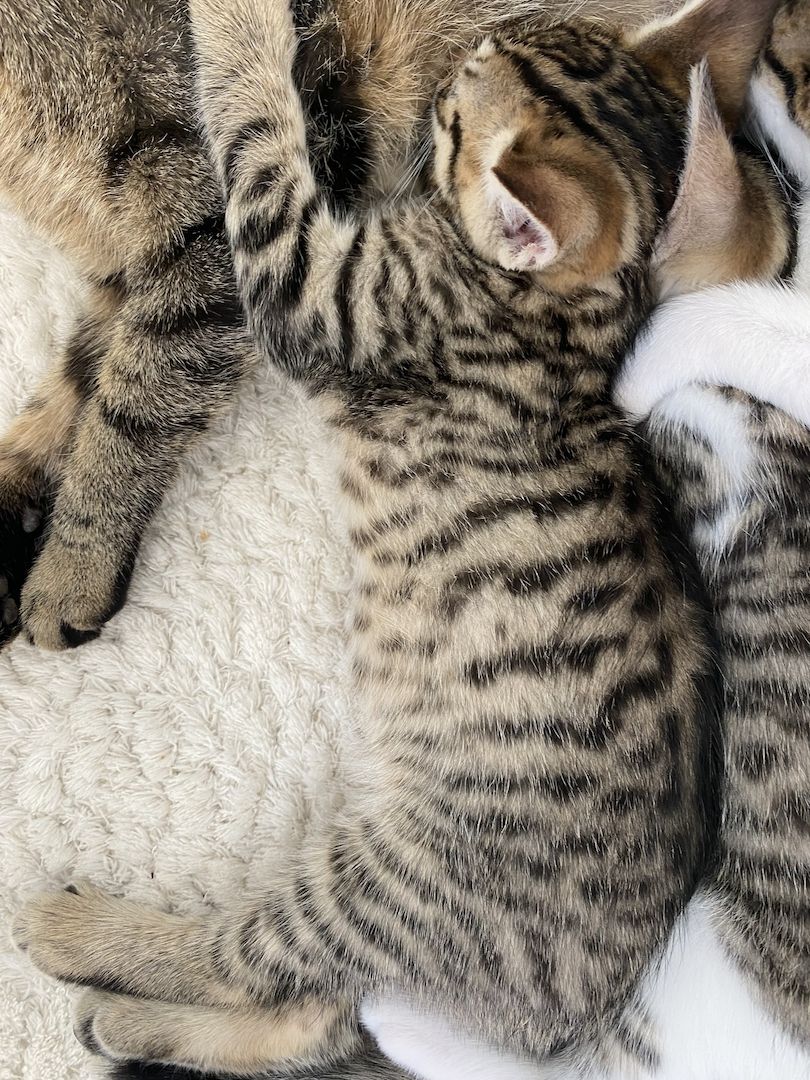 Katzenbaby Ocicat, ekh mix