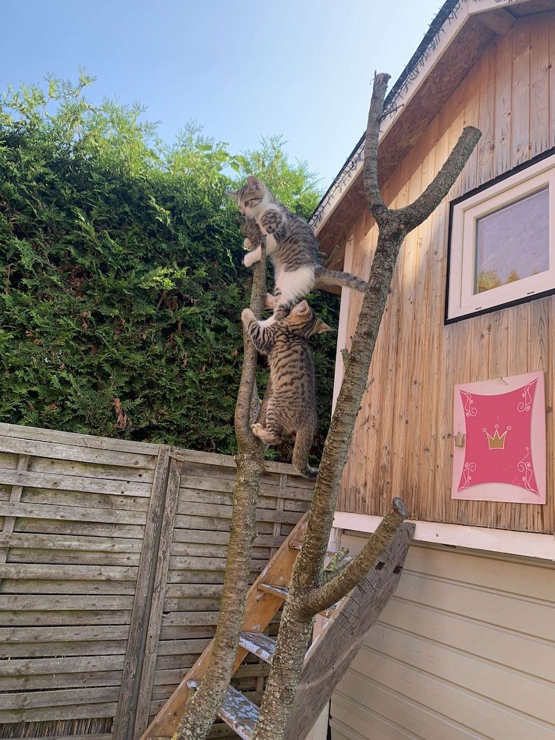 Katzenbaby Ocicat, ekh mix