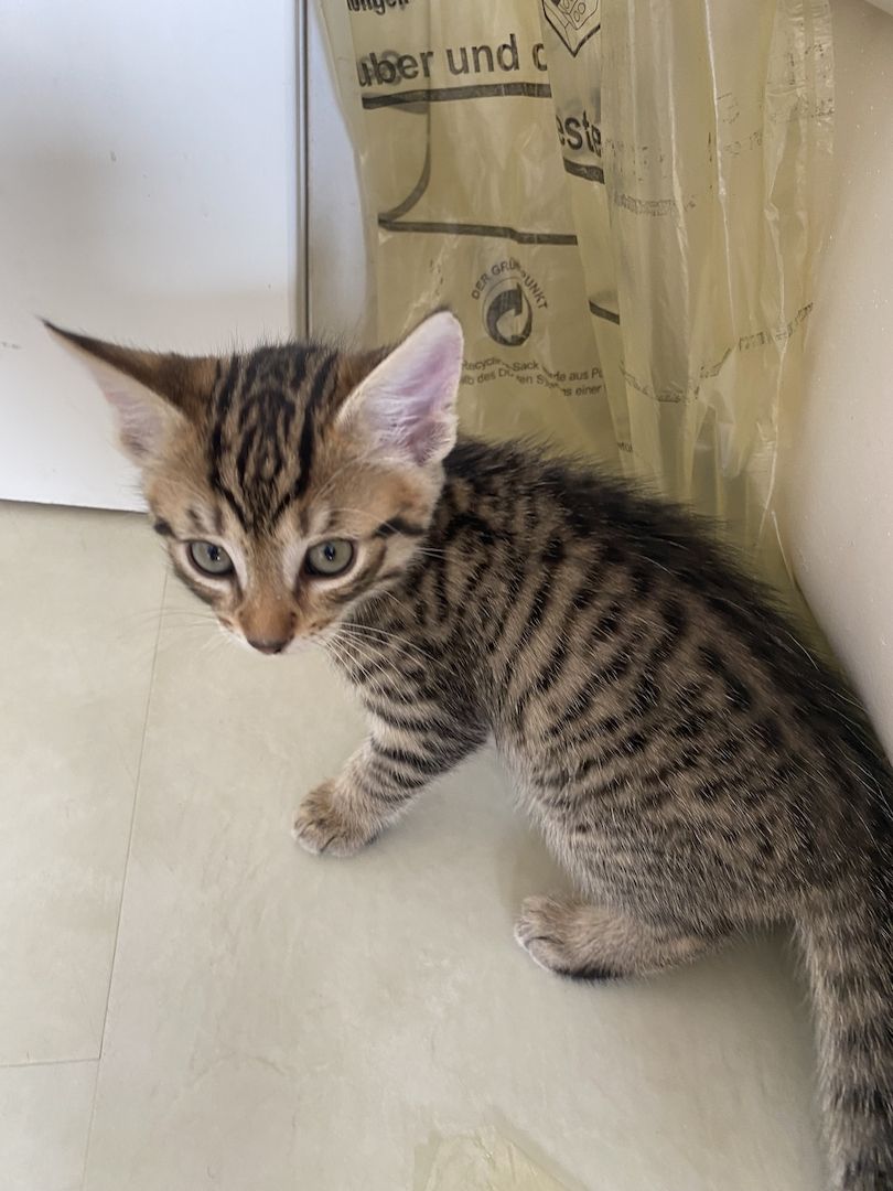 Katzenbaby Ocicat, ekh mix
