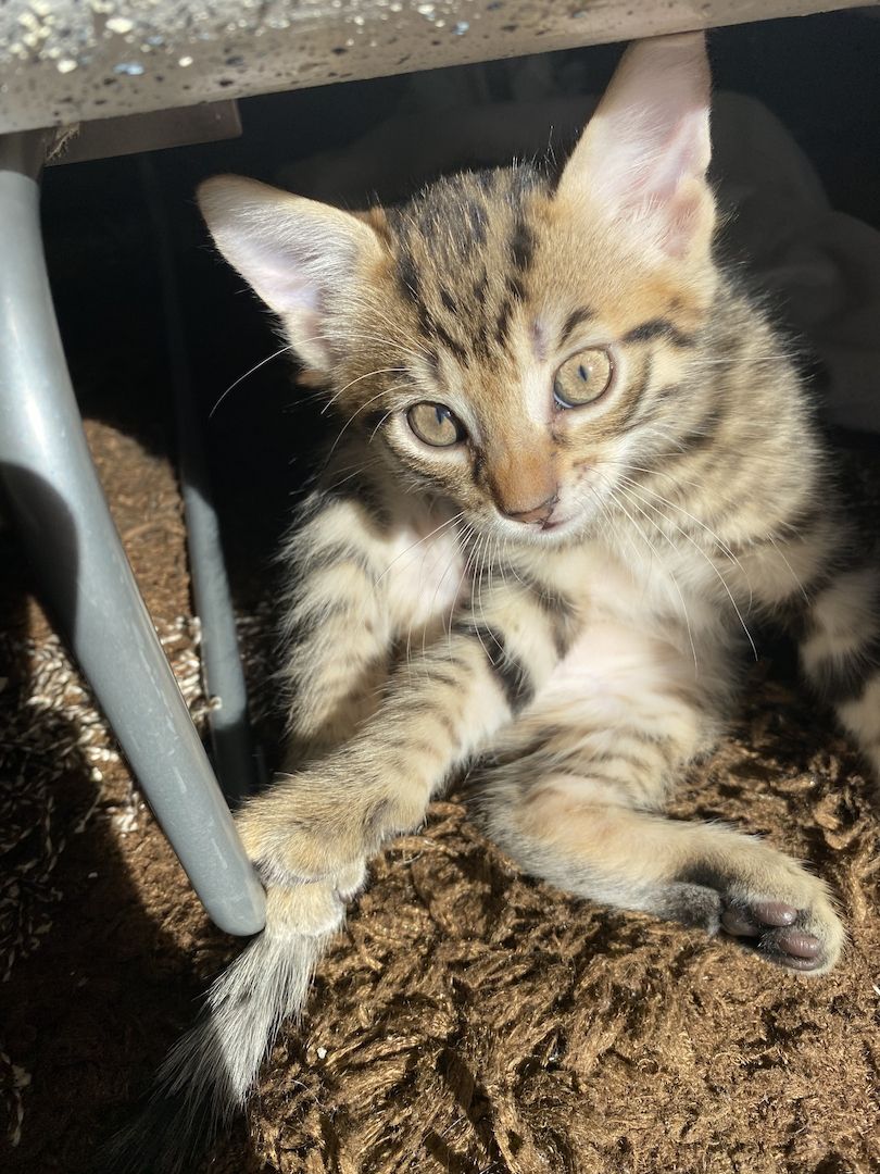 Katzenbaby Ocicat, ekh mix