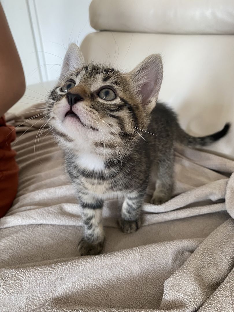 Katzenbaby Ocicat, ekh mix