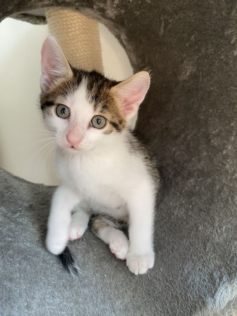 Katzenbaby Ocicat, ekh mix