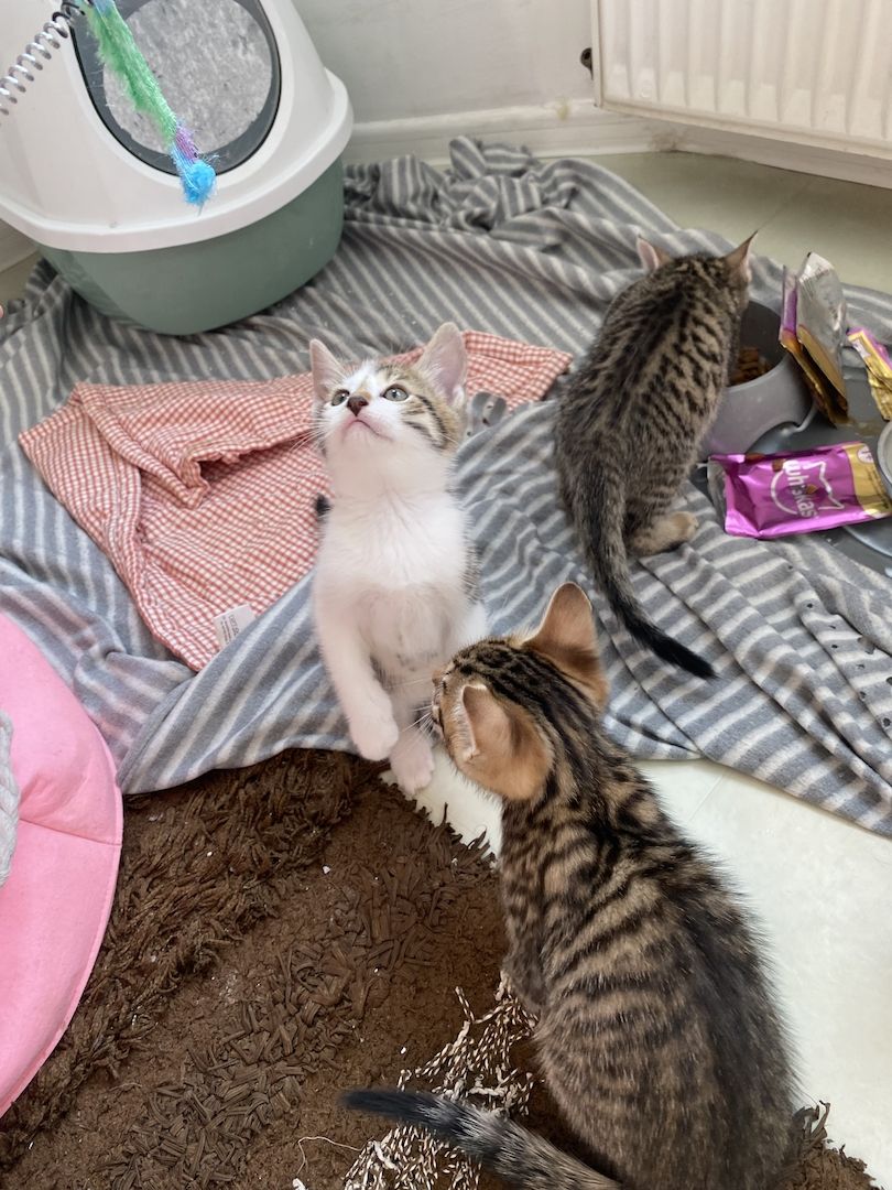 Katzenbaby Ocicat, ekh mix