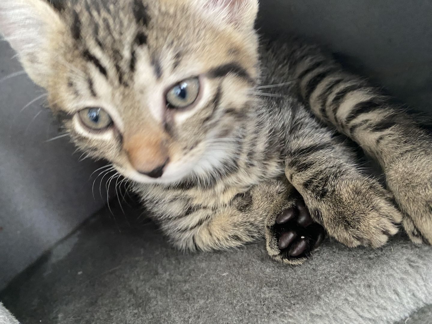 Katzenbaby Ocicat, ekh mix