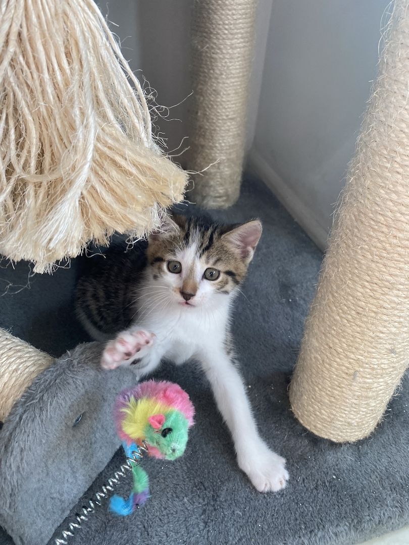 Katzenbaby Ocicat, ekh mix