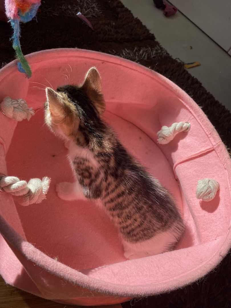 Katzenbaby Ocicat, ekh mix