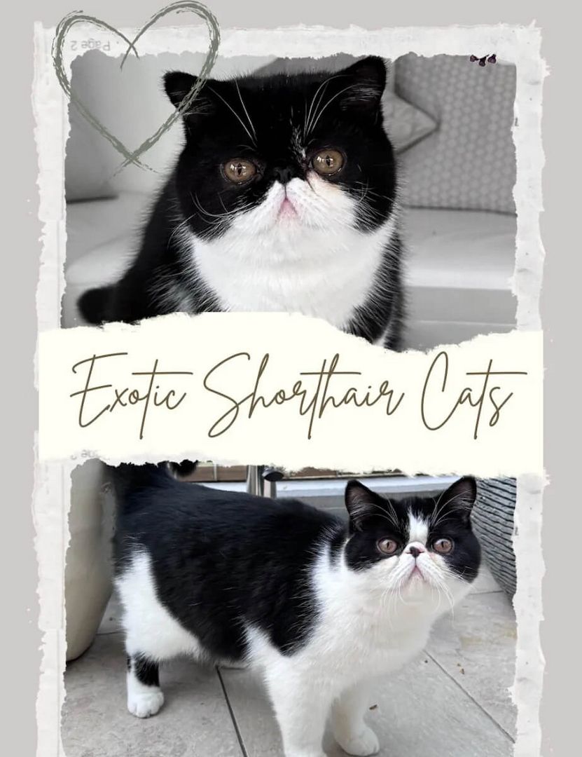 Exotic shorthair Jungtiere von ausgezeichneten Eltern, suchen ein neues Zuhause