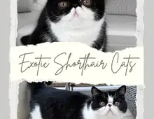 Exotic shorthair Jungtiere von ausgezeichneten Eltern, suchen ein neues Zuhause