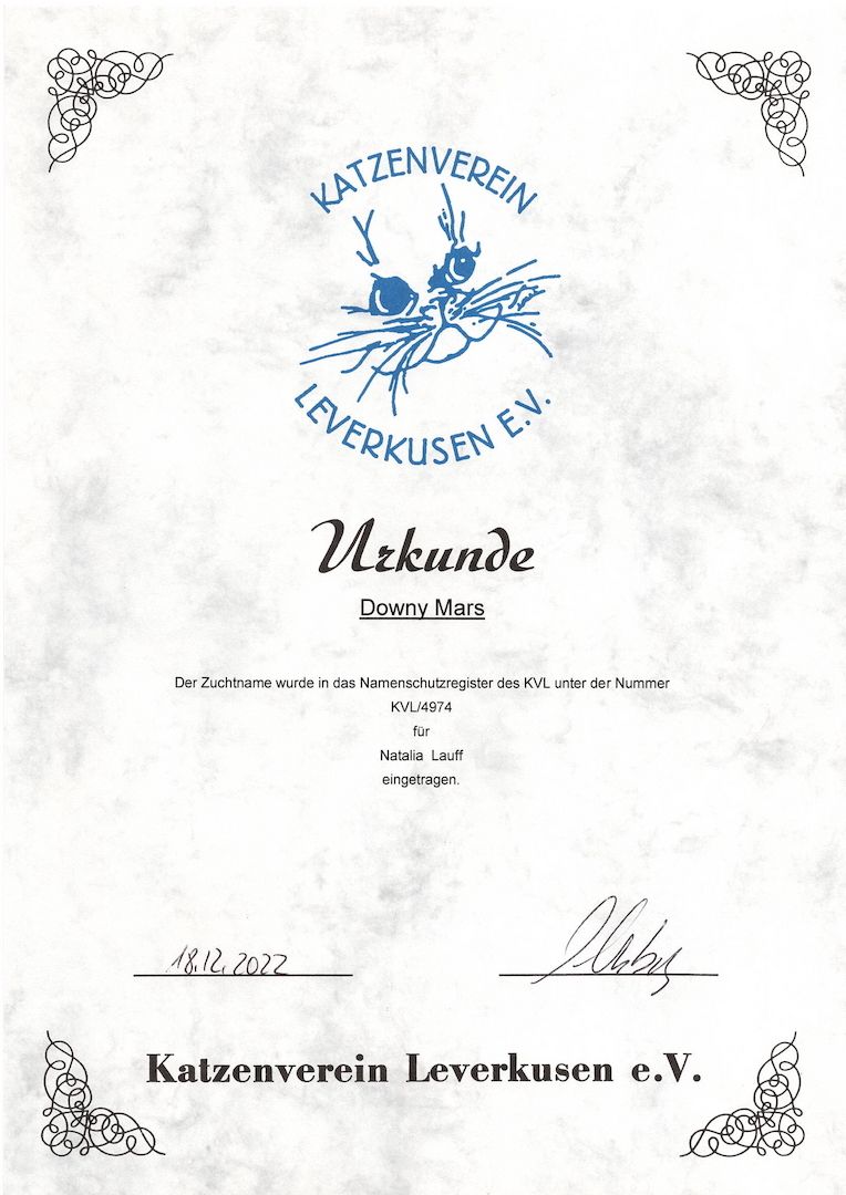 Exotic shorthair Jungtiere von ausgezeichneten Eltern, suchen ein neues Zuhause