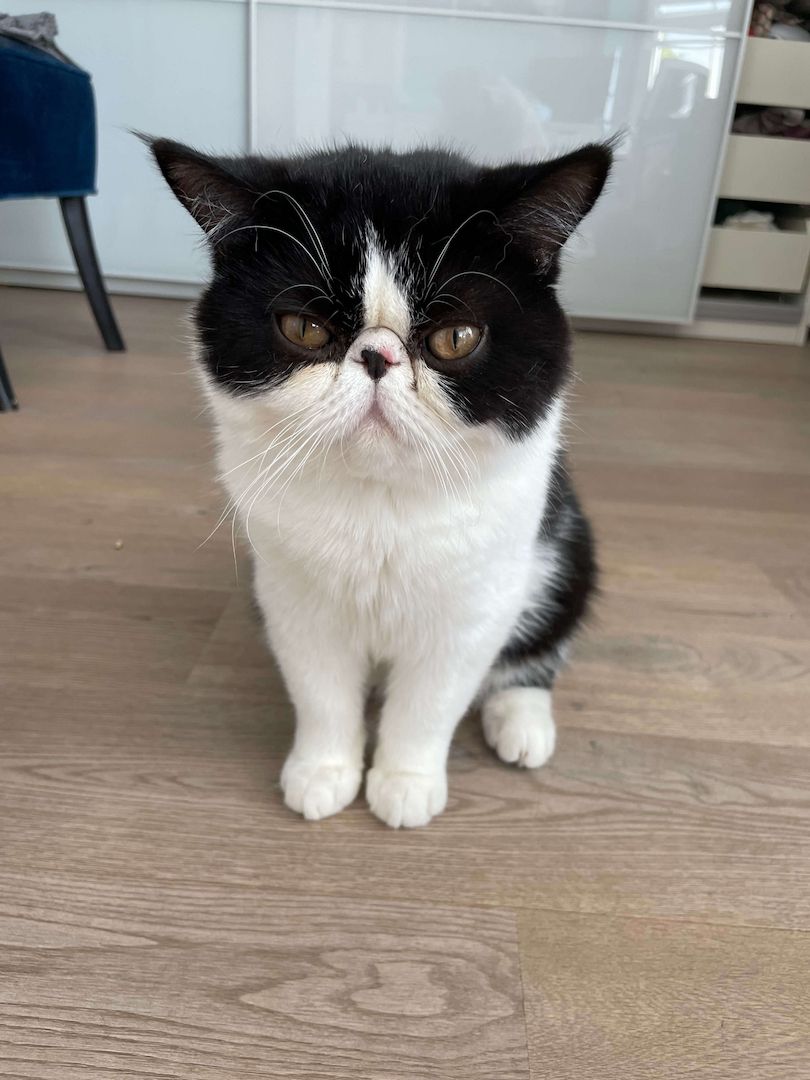 Exotic shorthair Jungtiere von ausgezeichneten Eltern, suchen ein neues Zuhause