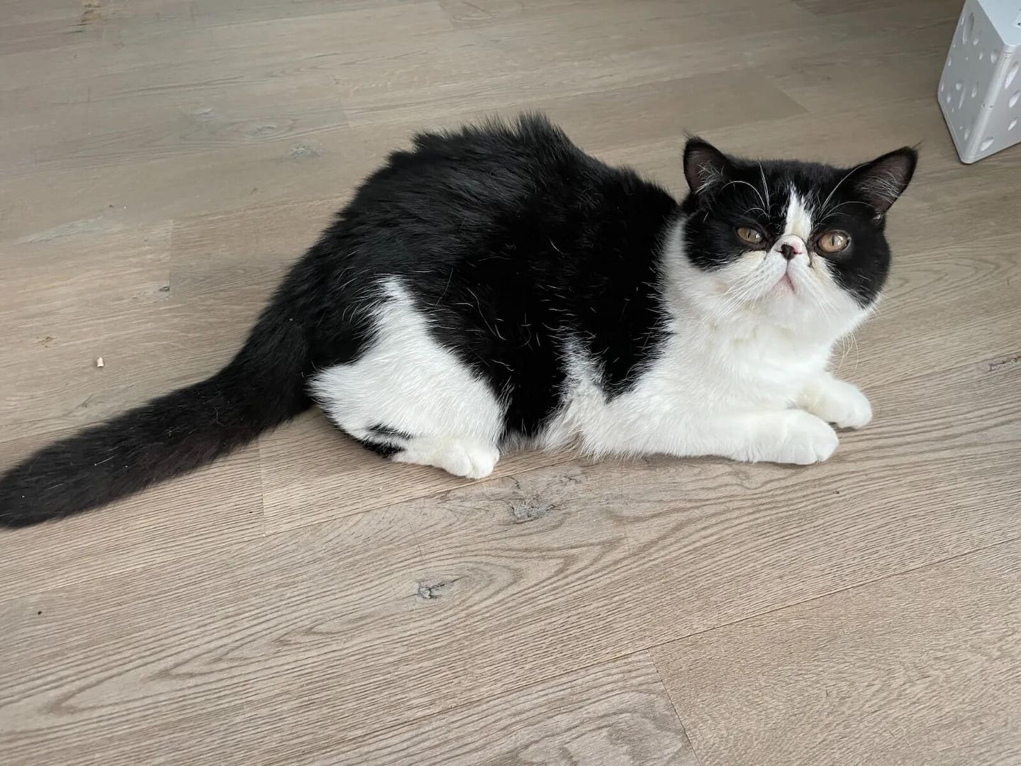 Exotic shorthair Jungtiere von ausgezeichneten Eltern, suchen ein neues Zuhause