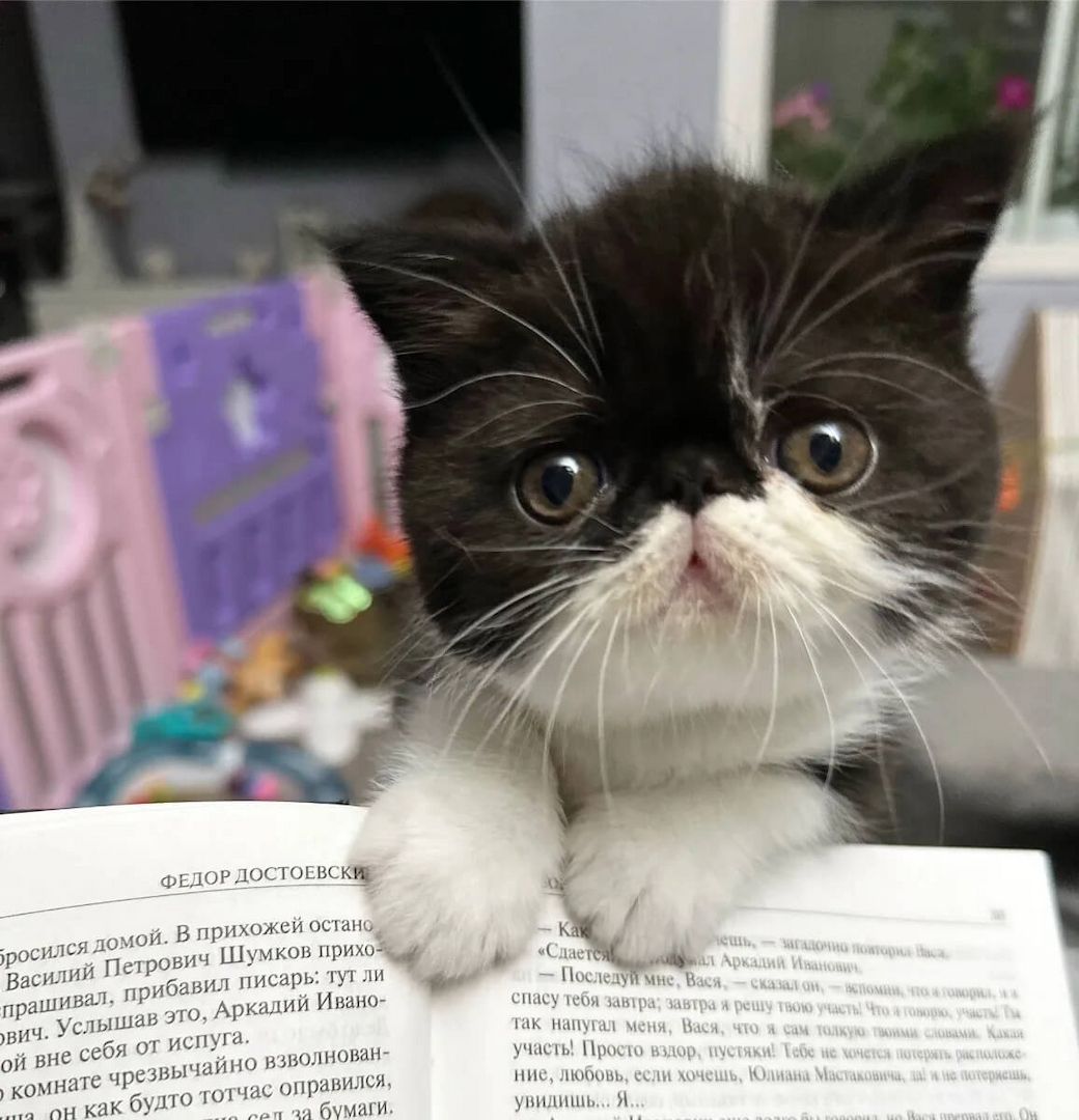 Exotic shorthair Jungtiere von ausgezeichneten Eltern, suchen ein neues Zuhause