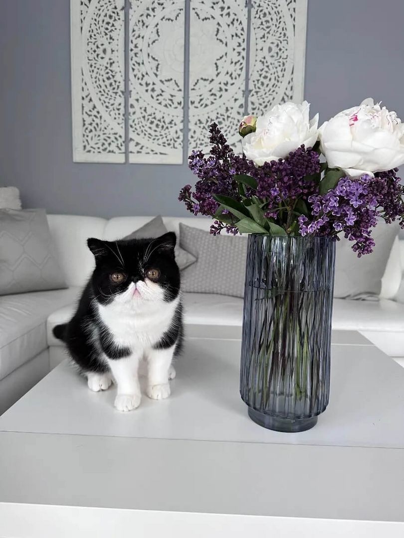 Exotic shorthair Jungtiere von ausgezeichneten Eltern, suchen ein neues Zuhause