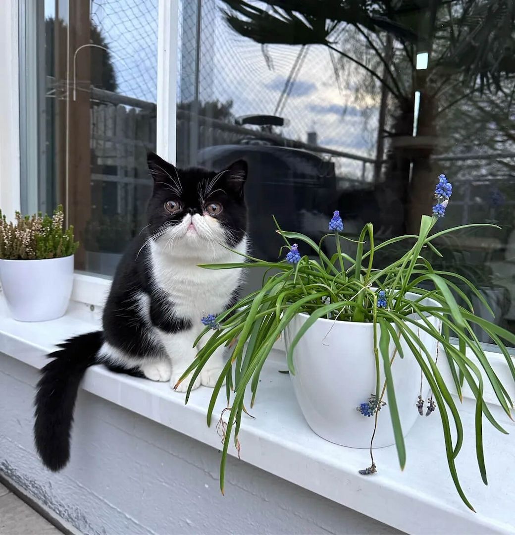 Exotic shorthair Jungtiere von ausgezeichneten Eltern, suchen ein neues Zuhause