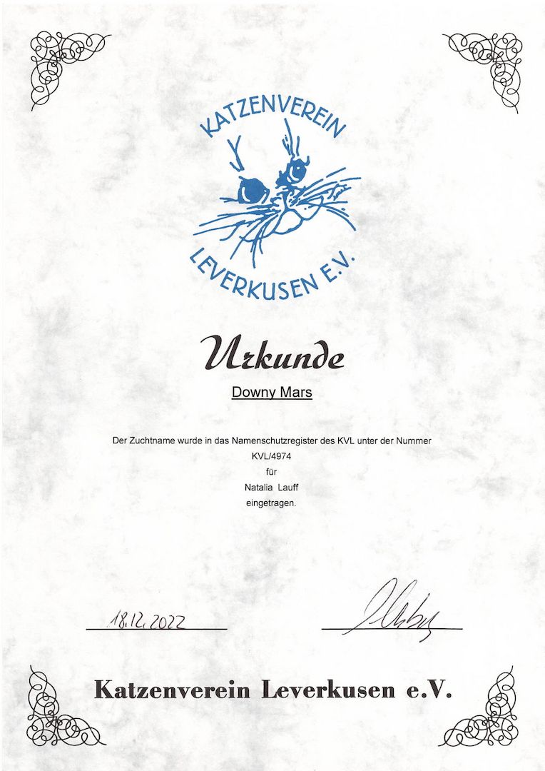 Exotic shorthair Jungtiere von ausgezeichneten Eltern, suchen ein neues Zuhause