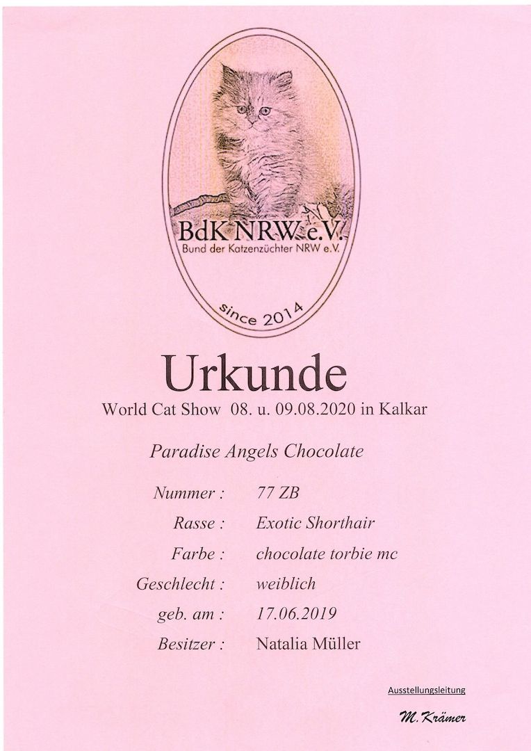 Exotic shorthair Jungtiere von ausgezeichneten Eltern, suchen ein neues Zuhause