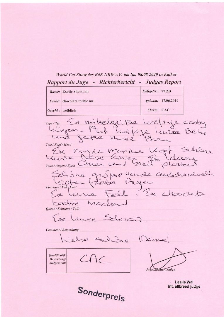 Exotic shorthair Jungtiere von ausgezeichneten Eltern, suchen ein neues Zuhause