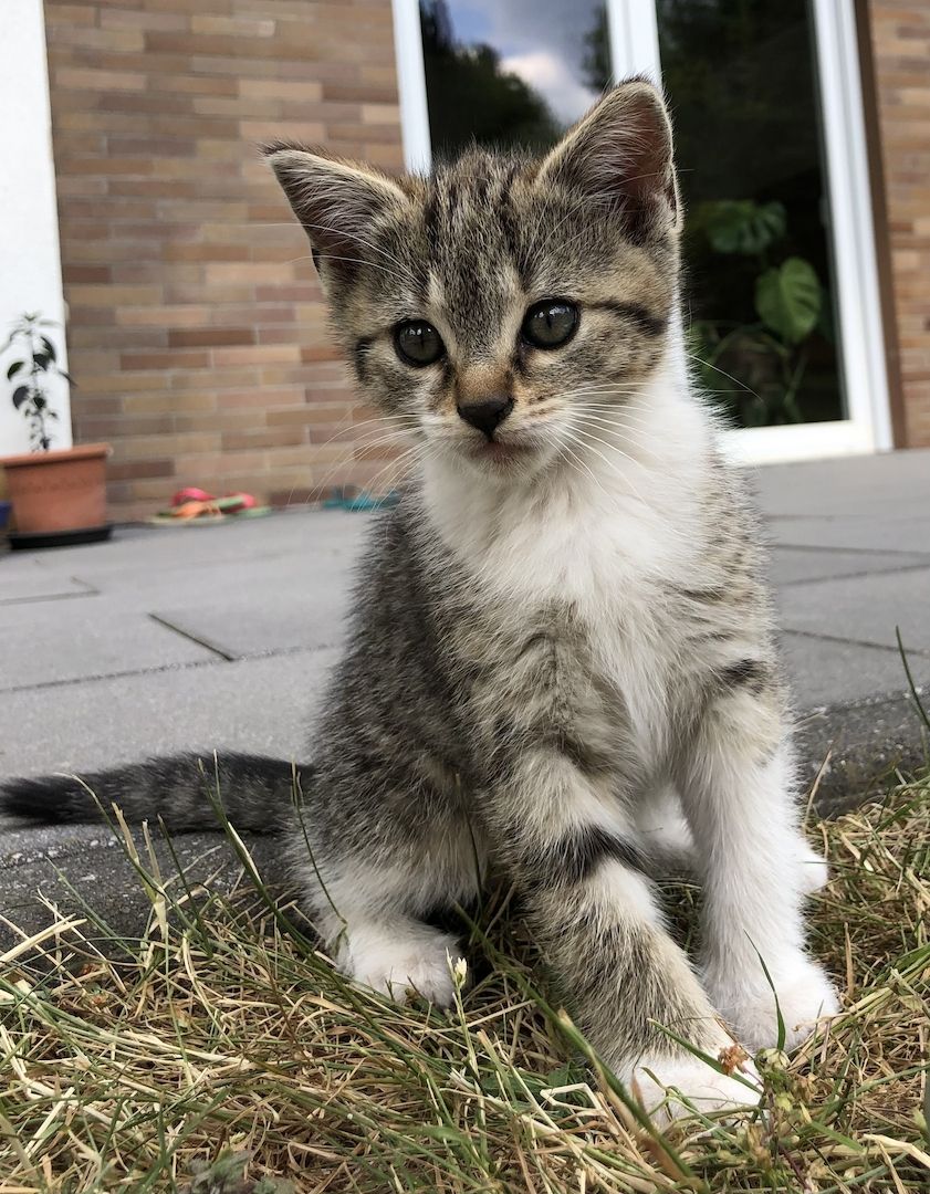 Babykatzen zu verkaufen