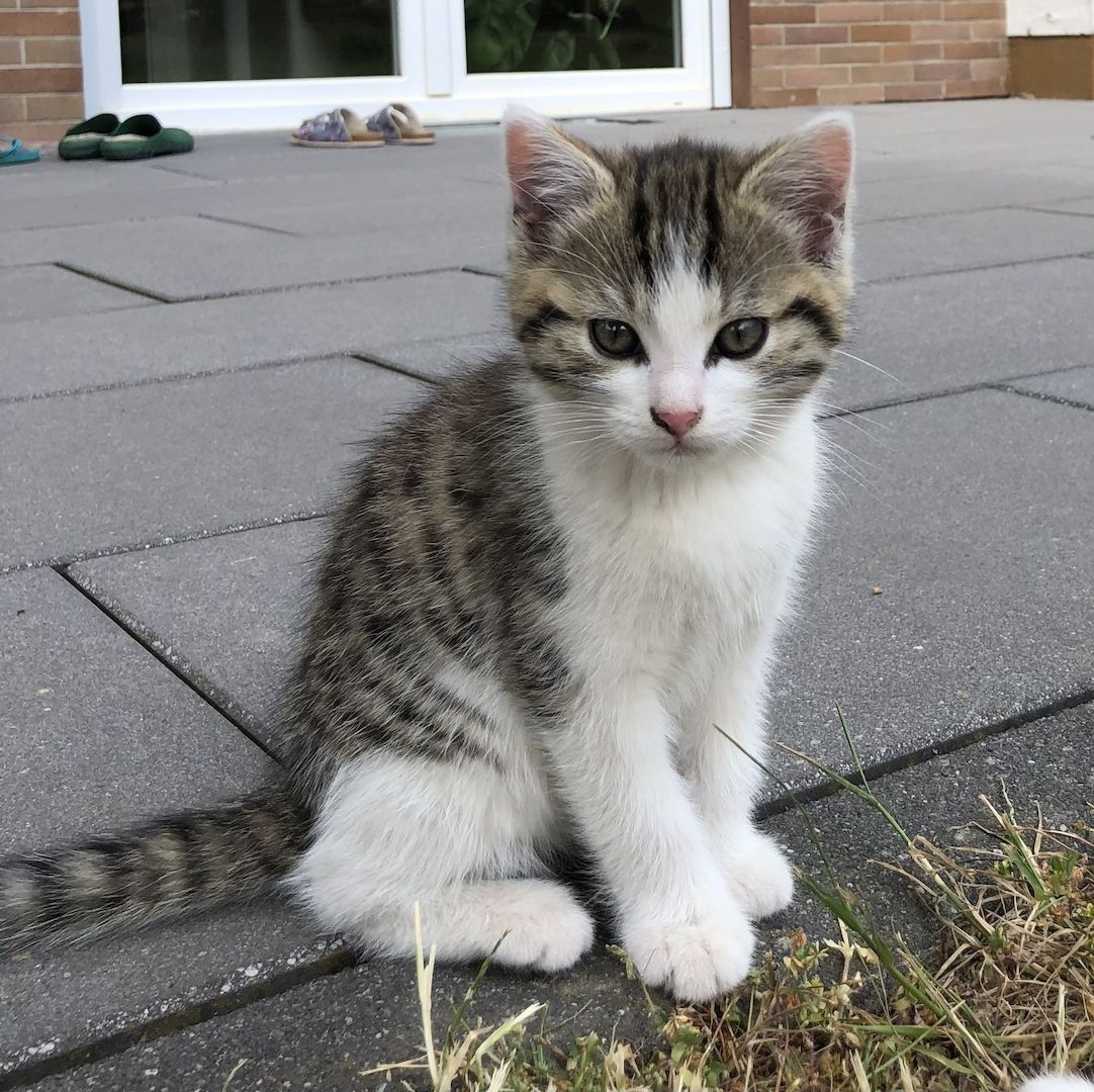 Babykatzen zu verkaufen