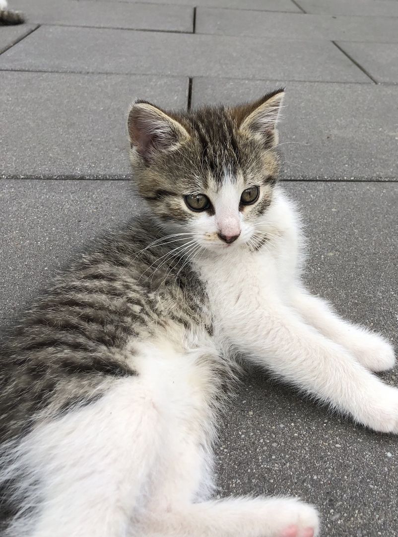 Babykatzen zu verkaufen