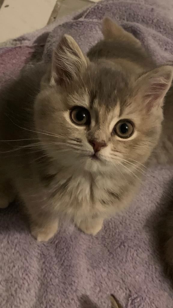 BKH-Kitten. Abgabebereit!!