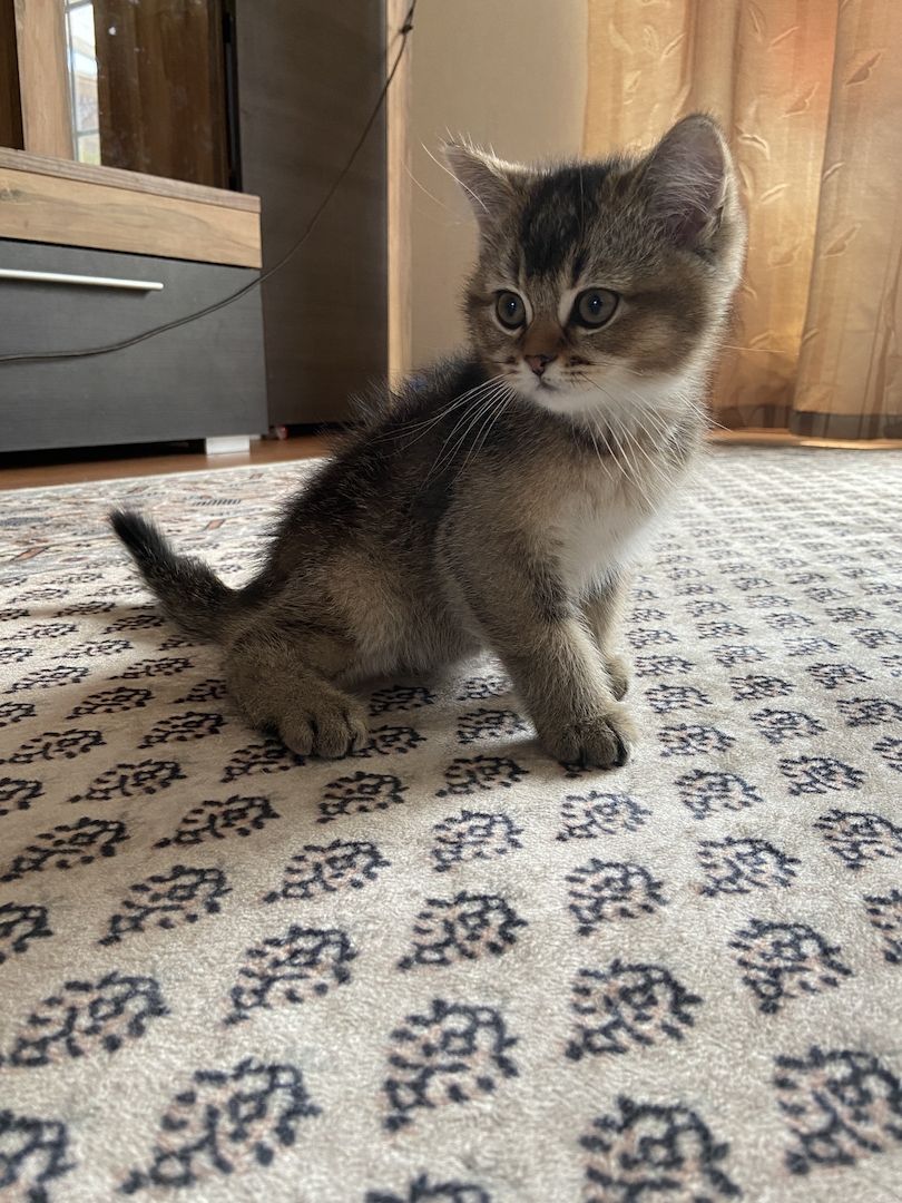 BKH-Kitten. Abgabebereit!!