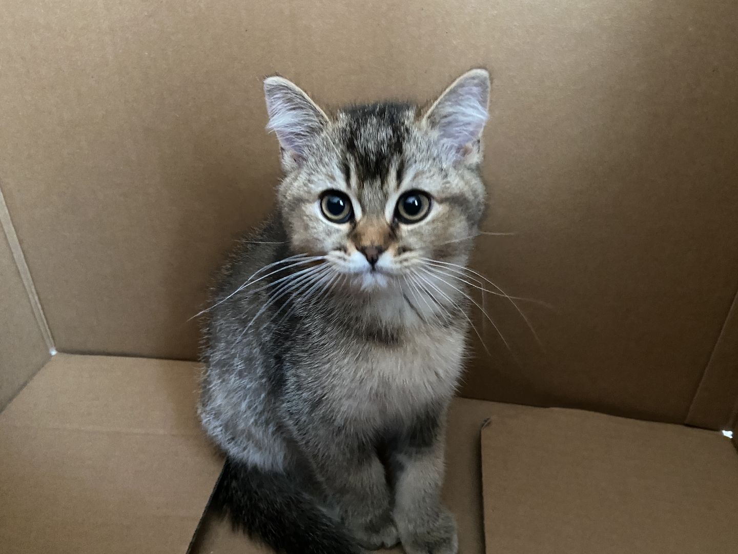 BKH-Kitten. Abgabebereit!!