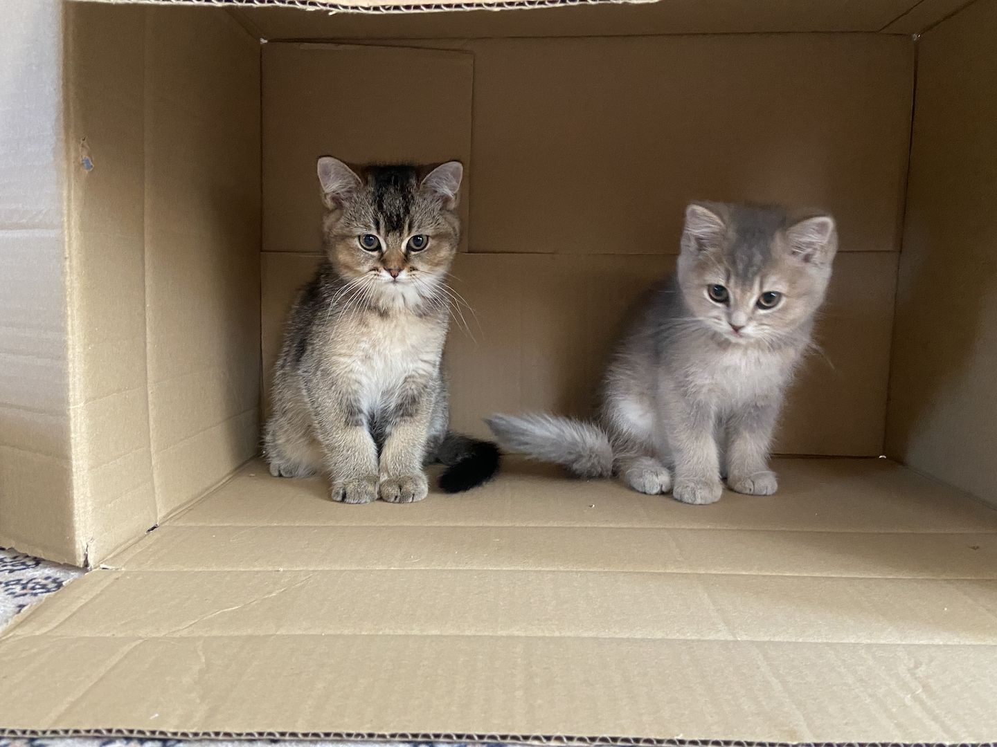 BKH-Kitten. Abgabebereit!!