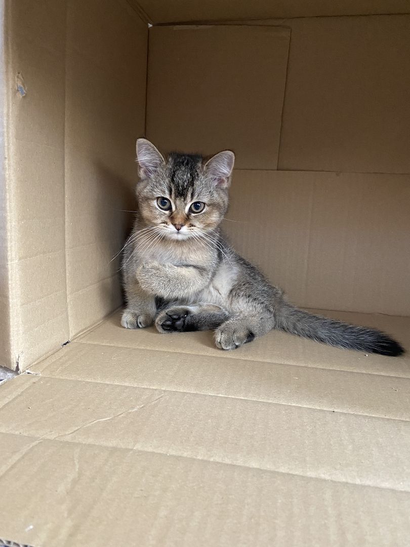 BKH-Kitten. Abgabebereit!!