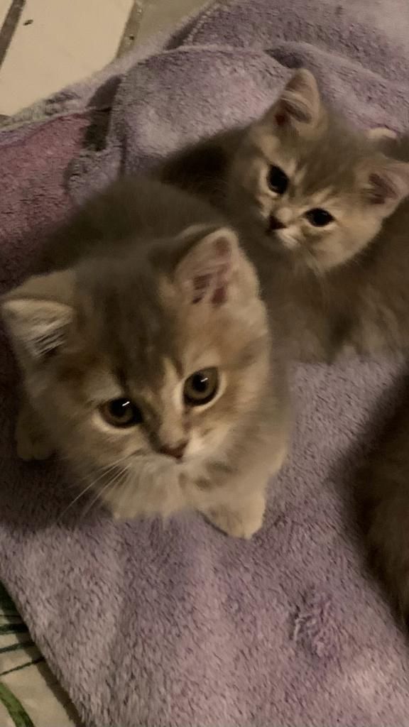 BKH-Kitten. Abgabebereit!!