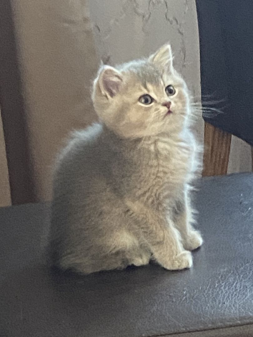 BKH-Kitten. Abgabebereit!!