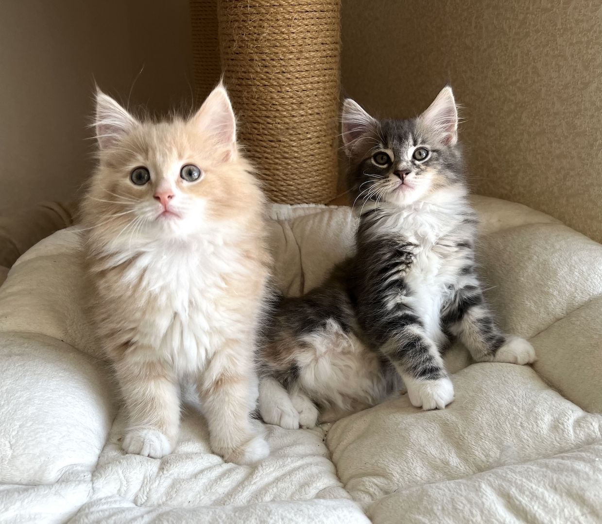 Reinrassige Norwegische Waldkatzen - drei Mädchen suchen ein liebevolles zu Hause