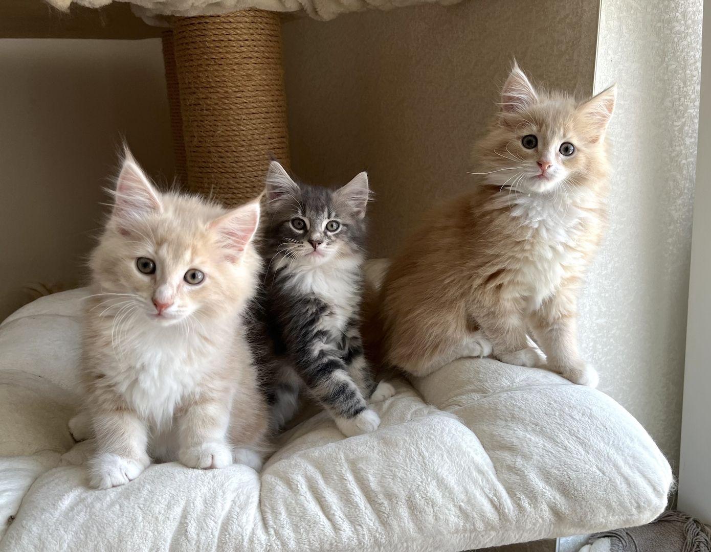 Reinrassige Norwegische Waldkatzen - drei Mädchen suchen ein liebevolles zu Hause