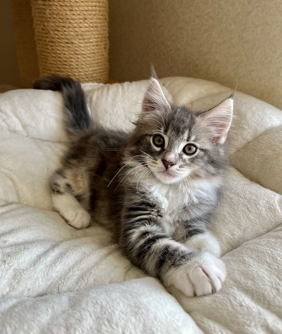 Reinrassige Norwegische Waldkatzen - drei Mädchen suchen ein liebevolles zu Hause