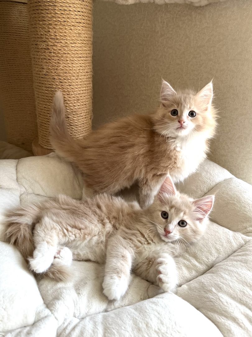 Reinrassige Norwegische Waldkatzen - drei Mädchen suchen ein liebevolles zu Hause